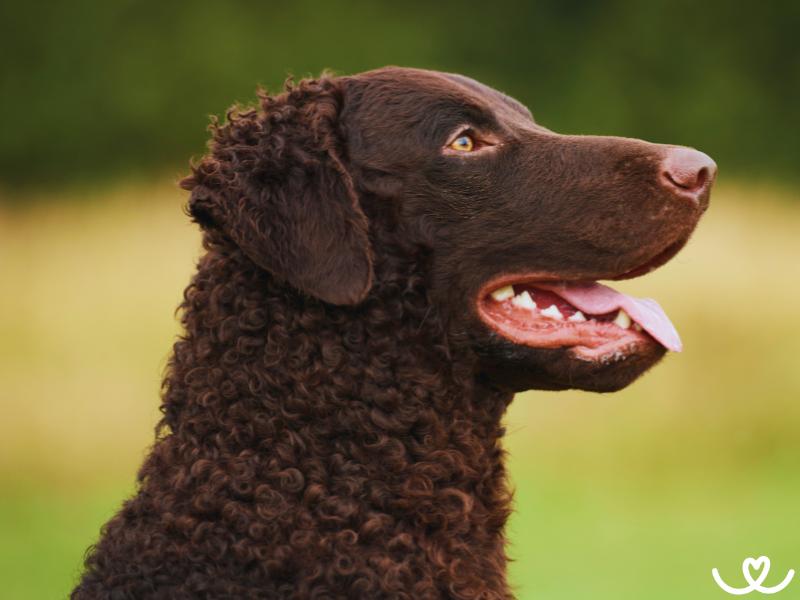 Plemeno-curly-coated-retrivr (15)